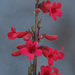 Penstemon clevelandii angelicus - Photo (c) jrebman, some rights reserved (CC BY-NC), uploaded by jrebman