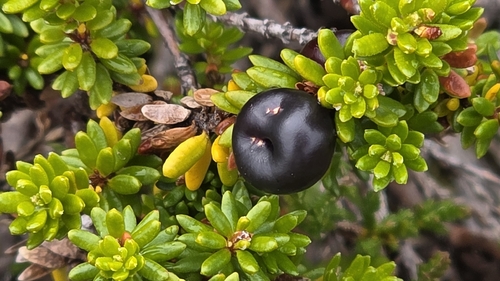 black crowberry
