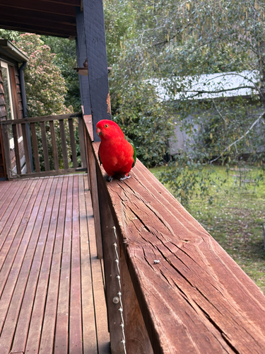 Australian King Parrot