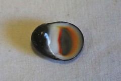 Nerita erythrostoma
