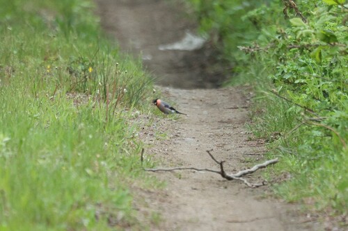 Eurasian Bullfinch