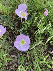 Oenothera speciosa