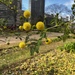 Acacia farnesiana