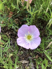 Oenothera speciosa