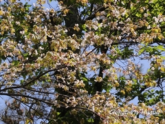 Prunus transarisanensis
