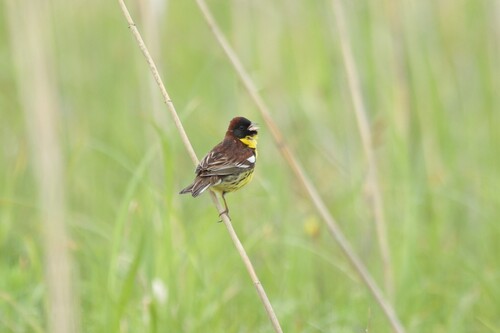 Yellow-breasted Bunting
