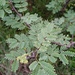 Acacia oliveri