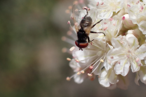 iNaturalist observation photo of Phasia