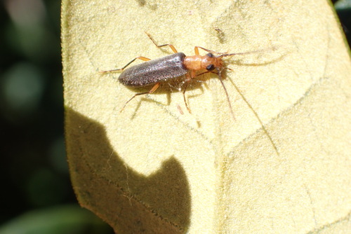 iNaturalist observation photo of Xanthochroina bicolor