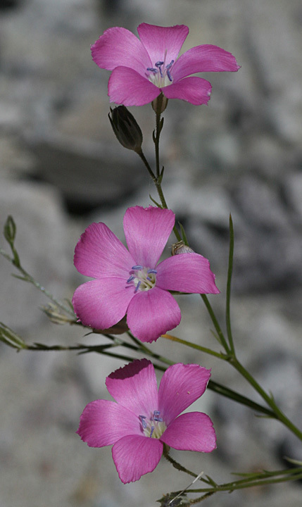 Bryantiella
