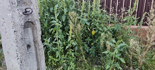 horseweed