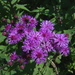 Vernonia - Photo (c) Cody Hough,  זכויות יוצרים חלקיות (CC BY-NC-SA)