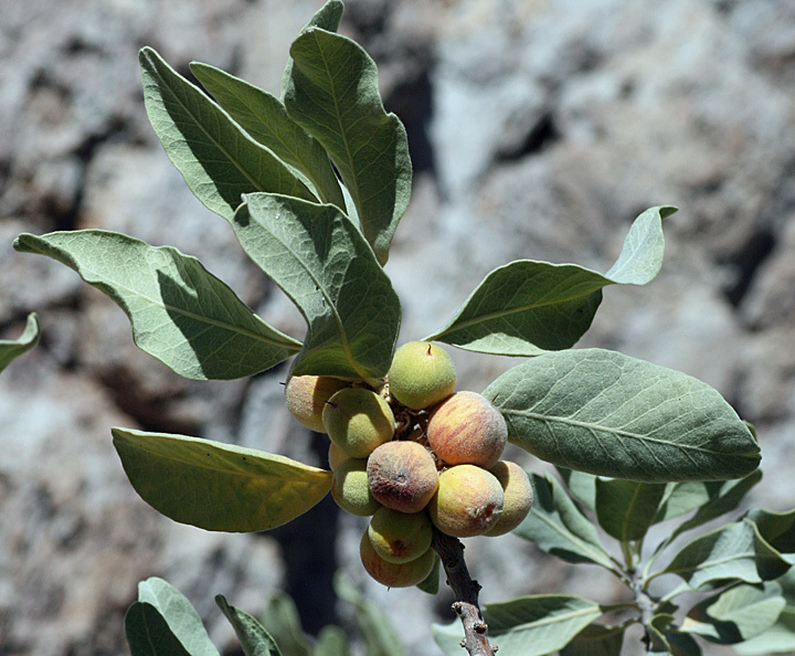 Sideroxylon leucophyllum