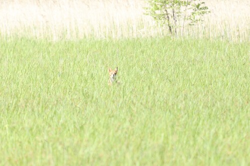 Red Fox