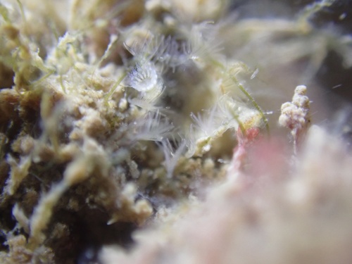 Hydroides elegans observed 2026-08-12