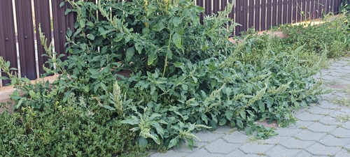 Redroot Amaranth