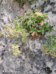 (c) Ljaž, some rights reserved (CC BY) Potentilla caulescens, photograph (c) Ljaž, some rights reserved (CC BY)