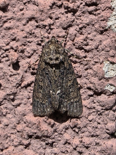 Knot Grass Moth