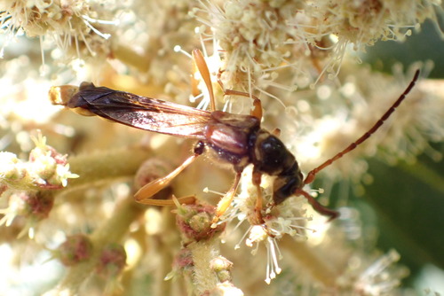 iNaturalist observation photo of Necydalis