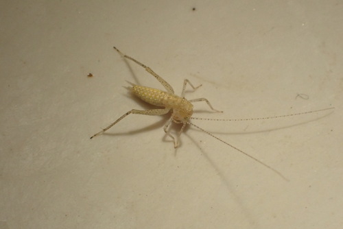 iNaturalist observation photo of Katydids, Crickets, and Allies