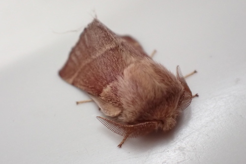 iNaturalist observation photo of Western Tent Caterpillar Moth