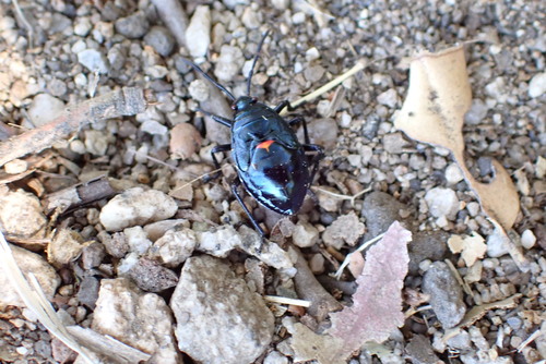 iNaturalist observation photo of California Bordered Plant Bug