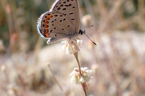 iNaturalist observation photo of Icaricia