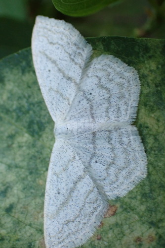 iNaturalist observation photo of Scopula