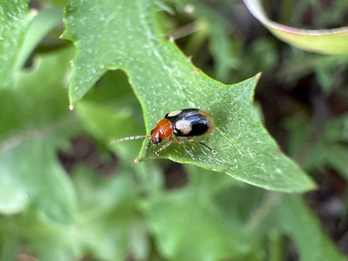 Monolepta quadriguttata