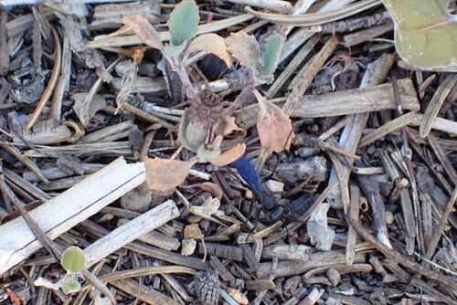iNaturalist observation photo of Spider Wasps
