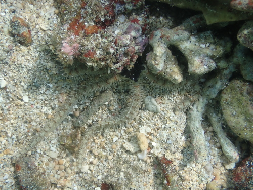 Ophiomastix elegans observed 2026-08-12