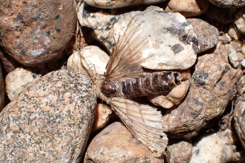 iNaturalist observation photo of Pyralid and Crambid Snout Moths
