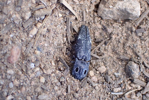 iNaturalist observation photo of Western Eyed Click Beetle
