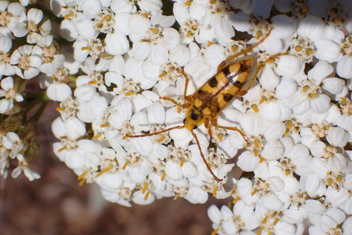 iNaturalist observation photo of Lepturini