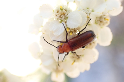 iNaturalist observation photo of Nemognatha