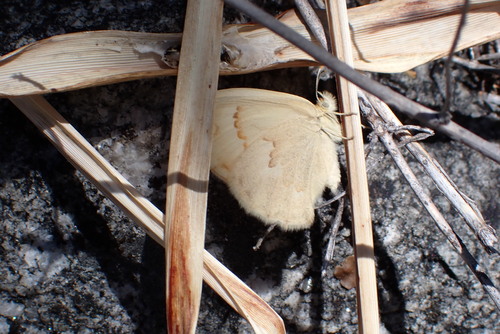 iNaturalist observation photo of Common Ringlet