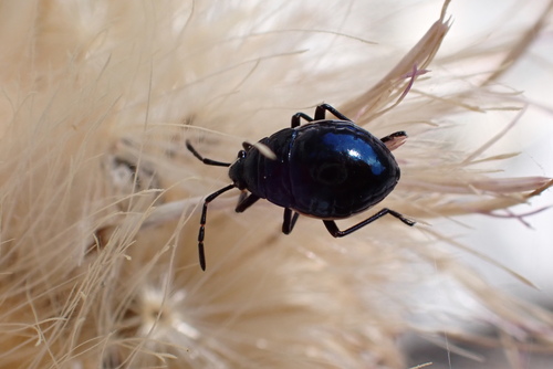 iNaturalist observation photo of Largus
