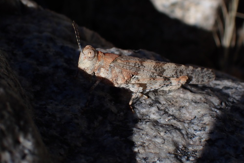 iNaturalist observation photo of Occidental Grasshopper