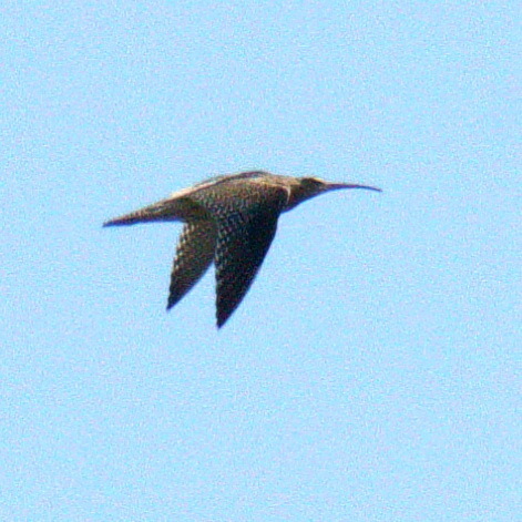 Eurasian Curlew