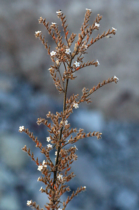 Johnstonella fastigiata