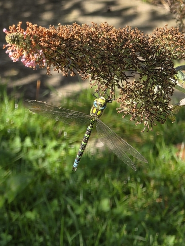 Southern Hawker