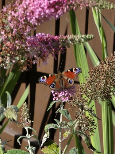 European Peacock Butterfly