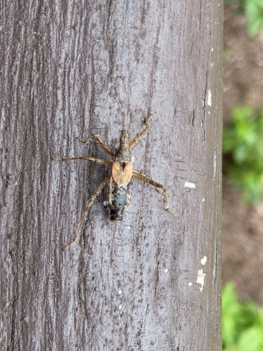 Tree Damsel Bug