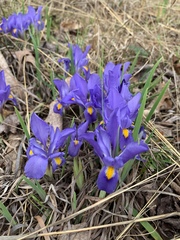 Iris verna smalliana