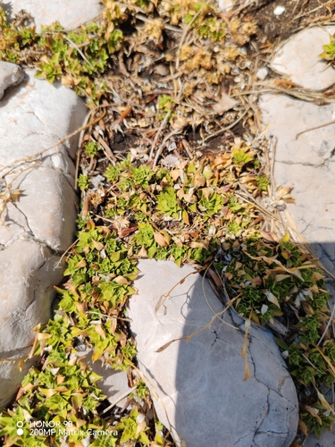 Arabis scopoliana