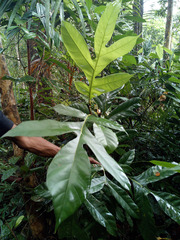 Artocarpus lanceifolius