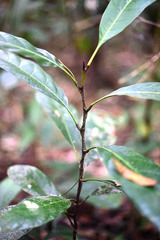 Artocarpus lanceifolius