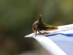 Umbonia