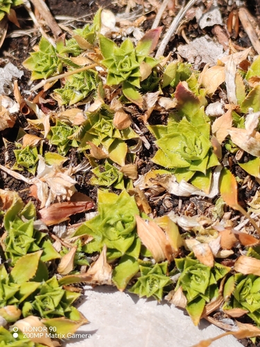 Arabis scopoliana, photograph 2