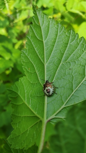 Bronze Shield Bug